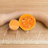 COURGE Longue de Nice