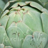 ARTICHAUT Imperial star