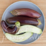 AUBERGINE Cima viola