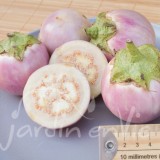 AUBERGINE Lao lavender