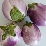 AUBERGINE Rosa bianca
