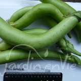 AUBERGINE Thaï longue verte