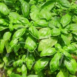 BASILIC aromatique