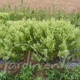 BASILIC Fin vert (à petites feuilles)