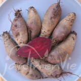 BETTERAVE Rouge  longue cylindra