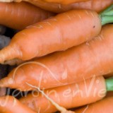 CAROTTE de Chantenay à cœur rouge