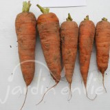CAROTTE Rodelika