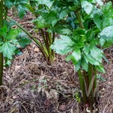 CÉLERI BRANCHE Violet de Tours