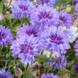 CENTAURÉE Bleuet Barbeau