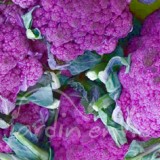 CHOU BROCOLI Violet du cap