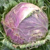 CHOU CABUS De Vaugirard