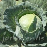 CHOU CABUS Précoce Nagels