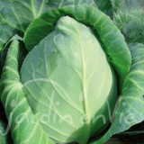 CHOU CABUS Précoce de Louviers