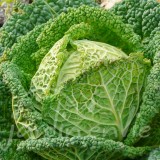 CHOU DE MILAN de Lorient