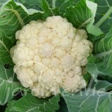 CHOU FLEUR Neckarperle