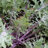 CHOU FRISÉ (KALE en anglais) Rouge