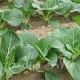 CHOU DE CHINE Pak choi