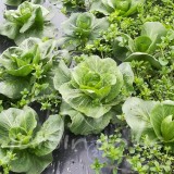 CHICORÉE SAUVAGE Grumolo verde