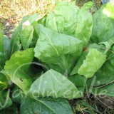 CHICORÉE SAUVAGE Pain de sucre