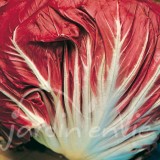 CHICORÉE SAUVAGE Rouge de Vérone