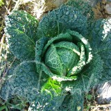 CHOU DE MILAN Smaragd