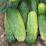 CORNICHON Raisins des Préalpes