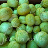 CONCOMBRE Citron (Lemon)