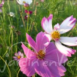 COSMOS Bipinné (sensation)