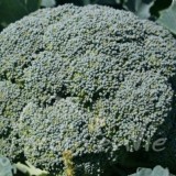 CHOU BROCOLI Calinaro