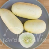 CONCOMBRE demi long Blanc de Paris