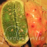 CONCOMBRE Kiwano (Africain)