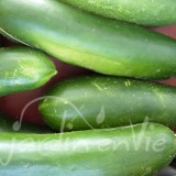 CONCOMBRE Vert long maraicher