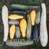 COURGETTE Courgettes en mélange
