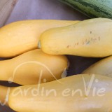 COURGETTE Jaune "Col coutors"