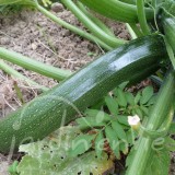 COURGETTE Zuboda