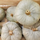 COURGE Bleue de Hongrie