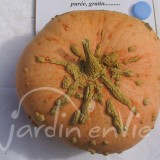 COURGE Giraumon galeux d'Eysines