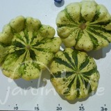 COURGE Pâtisson vert panaché de blanc