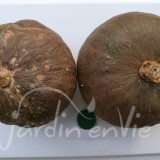 COURGE Potimarron Chestnut Bush