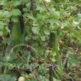 COURGE Luffa éponge végétale