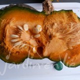 COURGE Marina di chiogga