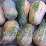 COURGE Sucrine du Berry