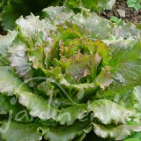 LAITUE BATAVIA Carmen (printemps,été, automne)