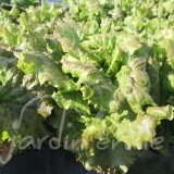 LAITUE BATAVIA Gloire du Dauphiné (printemps,automne)