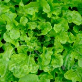 LAITUE À COUPER Feuille de chêne blonde (printemps, automne)