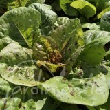 LAITUE À COUPER Queue de truite