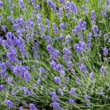 LAVANDE Officinale