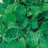 MÂCHE verte de Cambrai