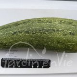 COURGETTE Zolotinca