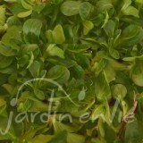 MÂCHE verte à coeur plein